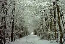Hamstreet_Woods_in_Snow_-_geograph.org.uk_-_73056